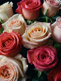 Pink and Ivory Rose Bouquet - Air Freshener