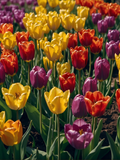 Rainbow Tulip Field - Air Freshener