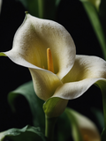 Elegant Ivory Calla Lilies - Air Freshener