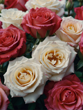 Red and Cream Rose Bouquet - Air Freshener