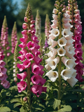Pink and White Foxglove Garden - Air Freshener
