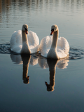 Pair of Swans on a Calm Lake - Air Freshener